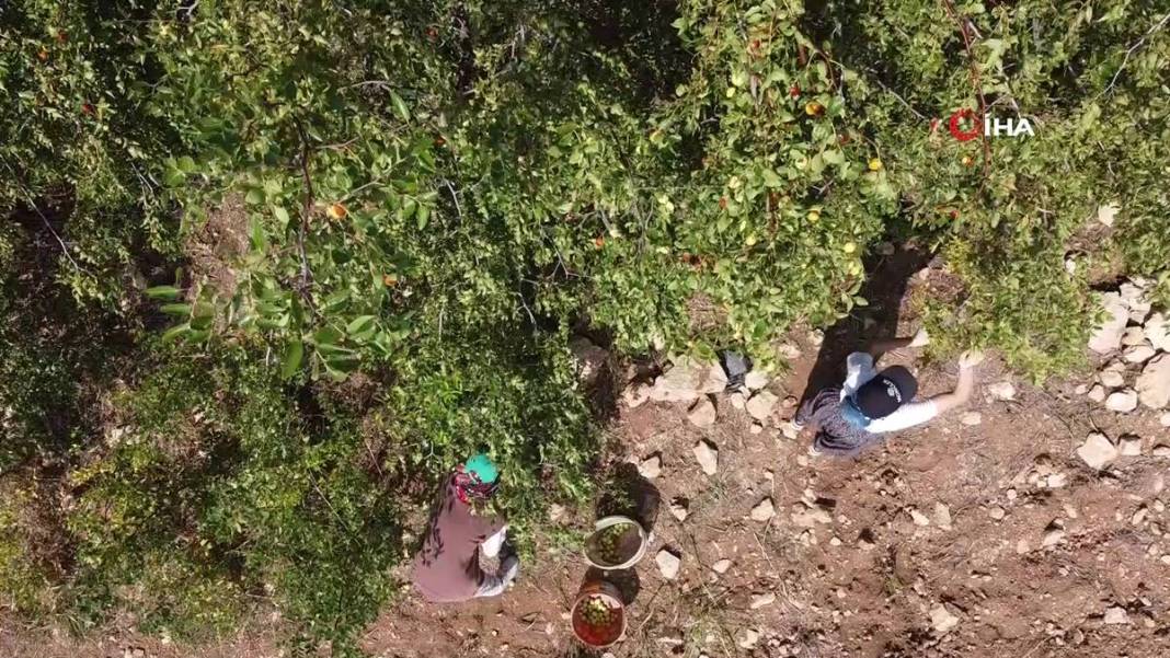 Bahçeye doğal çit olsun diye dikmişlerdi: Gelir kapısı oldu! Kilosunu 50 TL'den satıyor, bir taşla iki kuş... 12